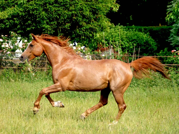 Caballo Árabe Castaño Disfrutando Libertad Prado Hierba Larga —  Fotos de Stock