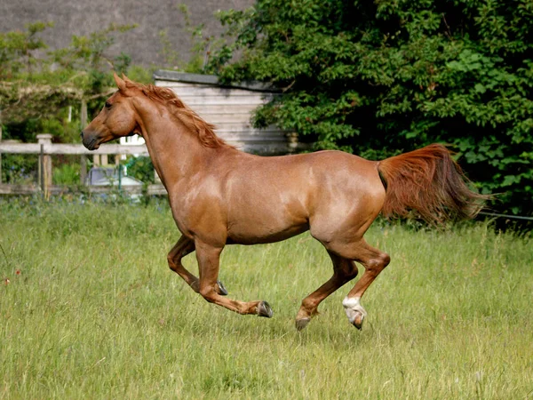 一匹阿拉伯栗子马在长草围场里自由自在地玩耍着 — 图库照片