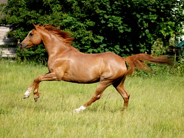 Chestnut Arabian Horse Enjoying Himself Liberty Paddock Long Grass — Stock Photo, Image