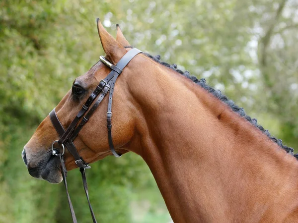 Coup Tête Superbe Étalon Baie Dans Une Bride Snaffle Montrant — Photo