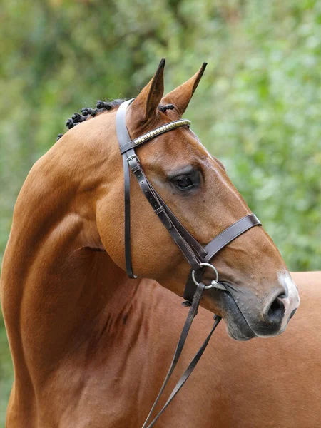 Coup Tête Superbe Étalon Baie Dans Une Bride Snaffle Montrant — Photo