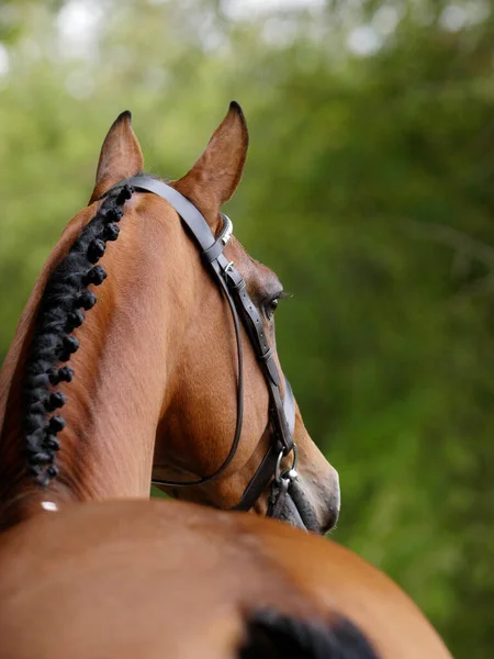 Head Shot Stunning Bay Stallion Snaffle Bridle Showing Muscles His — Stock Photo, Image