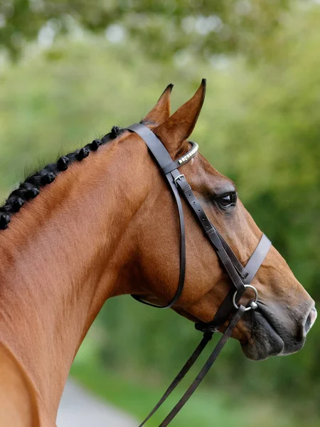 Coup Tête Superbe Étalon Baie Dans Une Bride Snaffle Montrant — Photo