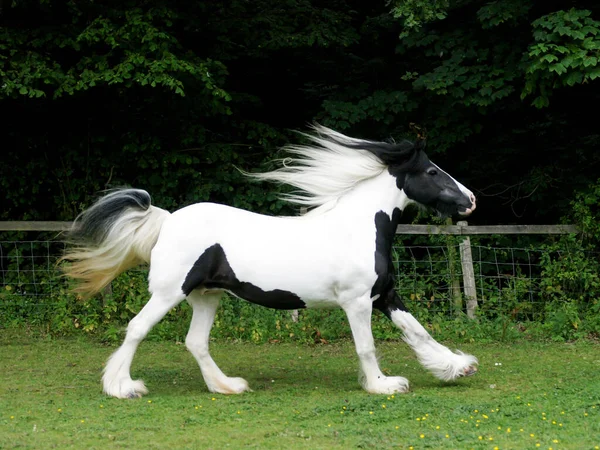 Een Kaalgeschoren Pony Met Een Lange Manen Staart Galoppeert Los — Stockfoto