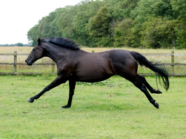 Ein Braunes Pferd Galoppiert Locker Auf Einer Koppel — Stockfoto