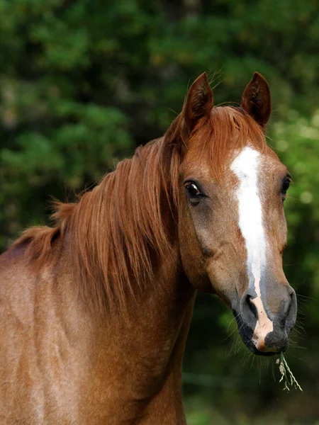 Una Foto Veterano Caballo Árabe Castaño — Foto de Stock