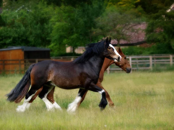 Dos Caballos Pesados Trotan Través Paddock Verano —  Fotos de Stock