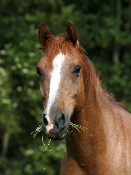 Een Headshot Van Een Veteraan Kastanje Arabisch Paard — Stockfoto