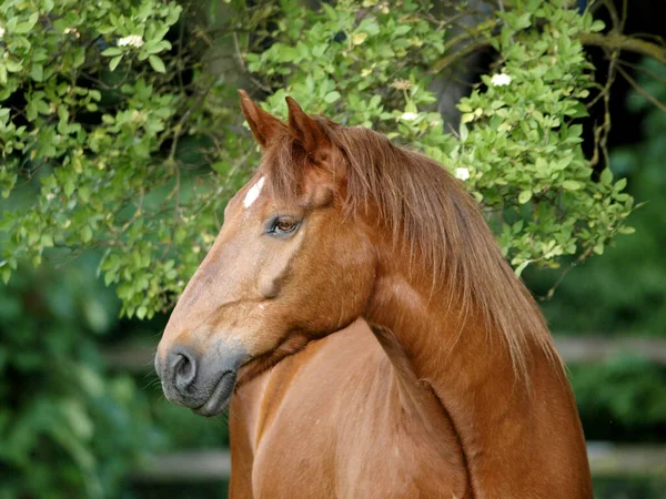 Een Hoofd Shot Van Een Oude Kastanje Paard Een Paddock — Stockfoto