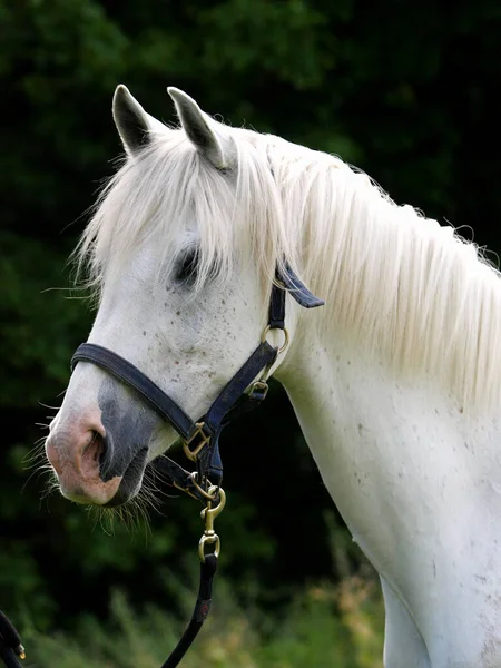 Een Hoofdschot Van Een Grijze Arabier Een Hoofdkraag — Stockfoto