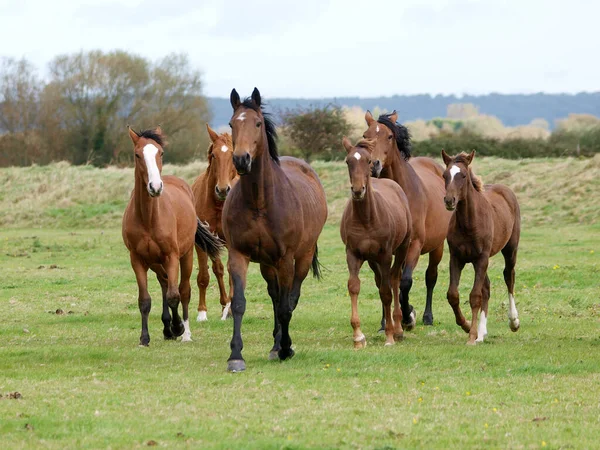 Group Mares Foals Trot Camera Paddock — Stock Photo, Image