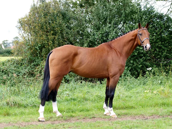 Fantastisk Bay Hingst Ormbunke Betsel Står Upp För Kameran — Stockfoto