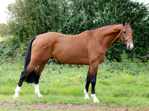 Deslumbrante Garanhão Baía Freio Snaffle Representa Câmera — Fotografia de Stock