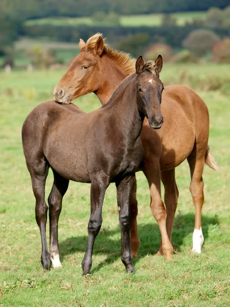 Two Pretty Warm Blood Foals Paddock — Stock Photo, Image
