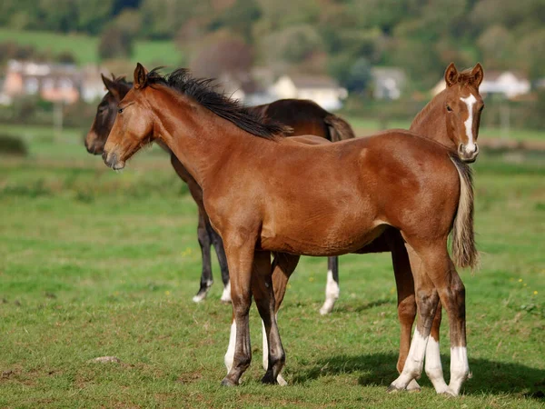 Three Pretty Warm Blood Foals Paddock — Stock Photo, Image