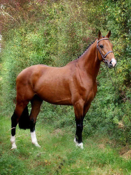 Sebuah Kuda Bay Yang Menakjubkan Dalam Kekang Perkelahian Berdiri Untuk — Stok Foto