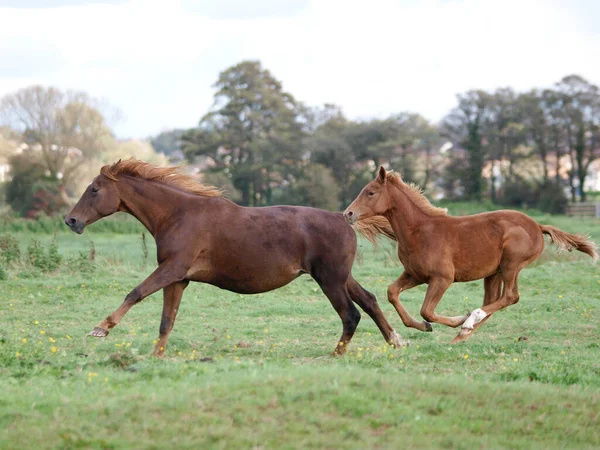 小さな群れの馬や馬がパドックを通って飛び跳ねる — ストック写真