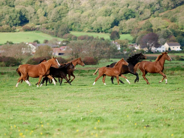 小さな群れの馬や馬がパドックを通って飛び跳ねる — ストック写真