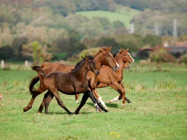 Liten Hjord Hästar Inklusive Ston Och Föl Galopp Genom Hage — Stockfoto
