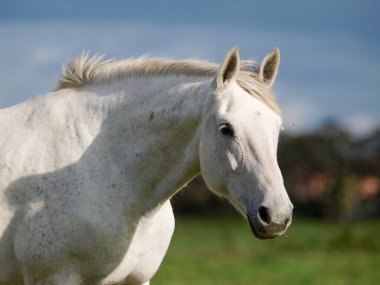 Çayırdaki güzel gri kısrağın kafasından..