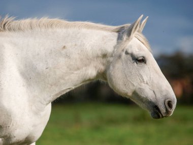 Çayırdaki güzel gri kısrağın kafasından..