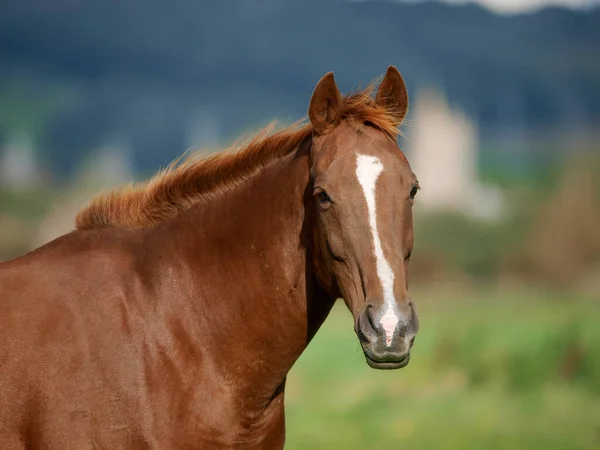 Tiro Cabeza Una Hermosa Yegua Castaña Paddock — Foto de Stock