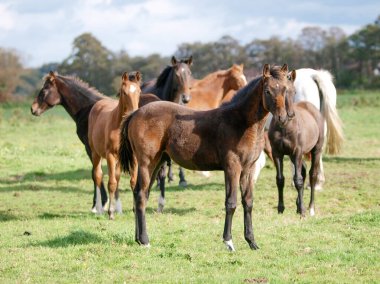 Büyük bir kısrak ve tay sürüsü otlakta duruyor..