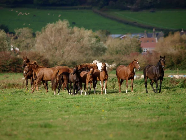 Large Herd Mares Foals Stand Paddock — Stock Photo, Image