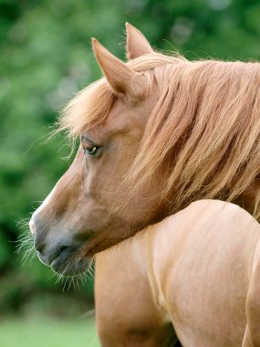 Çayırda kestane rengi bir midillinin kafasından..
