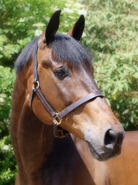 Head Shot Stunning Bay Horse Green Background — Stock Photo, Image