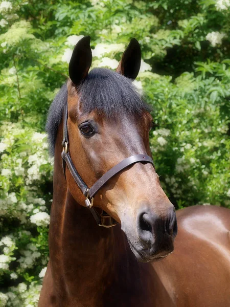 Een Hoofd Shot Van Een Verbluffende Baai Paard Tegen Een — Stockfoto