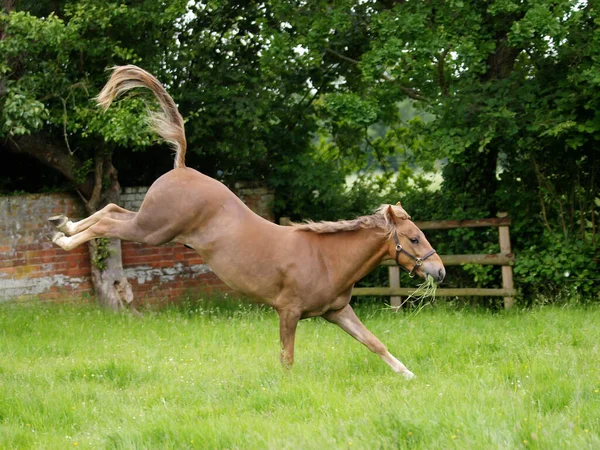 Pony Playing Being Cheeky Spring Grass — ストック写真