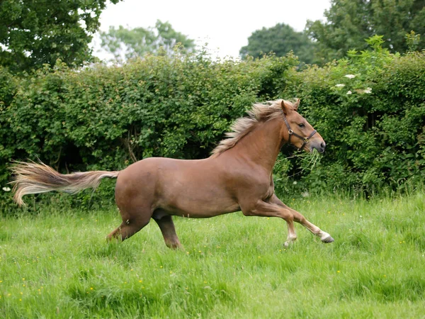 Een Pony Die Speelt Brutaal Lentegras — Stockfoto