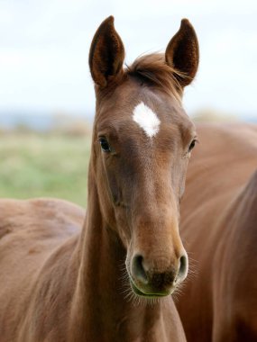 Çayırdaki güzel bir tayın kafasından..