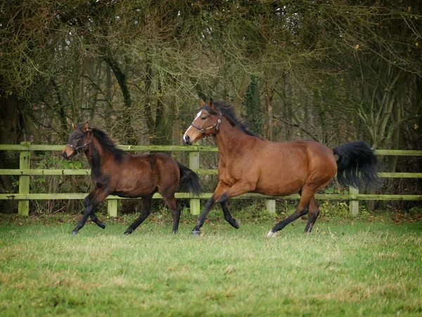 Een Merrie Veulen Galop Spelen Een Paddock — Stockfoto