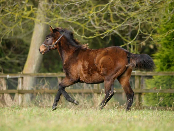 Een Mooi Veulen Speelt Alleen Een Paddock — Stockfoto