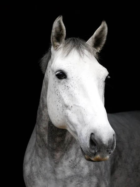 Head Shot Grey Hunter Black Background — Stock Photo, Image