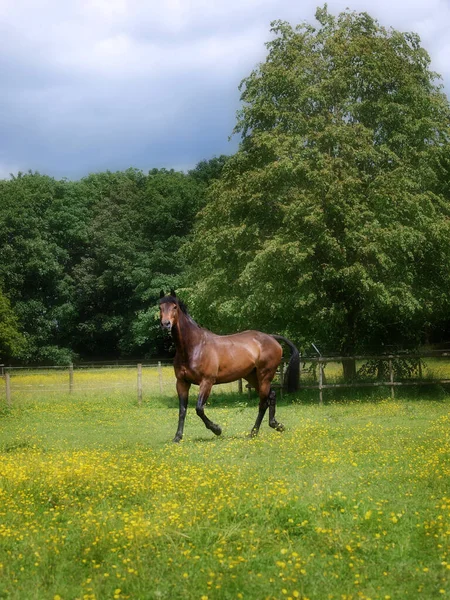 Ein Lorbeerpferd Entpuppte Sich Einer Sommerkoppel Die Mit Butterblumen Bedeckt — Stockfoto