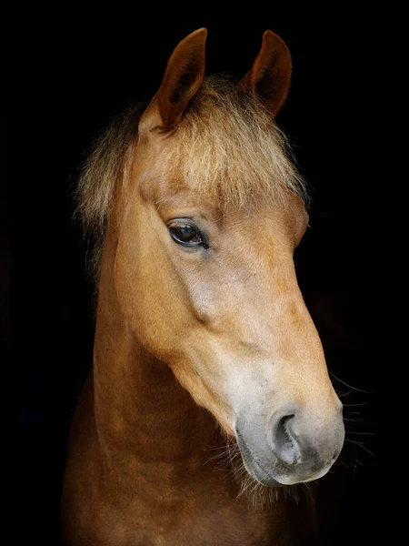 Heads Shot Rare Breed New Forest Pony Black Background — Stock Photo, Image