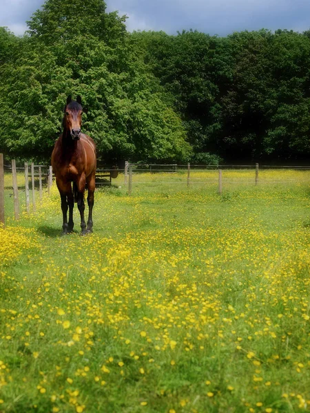Een Baai Paard Ontpopte Zich Een Zomer Paddock Bedekt Met — Stockfoto
