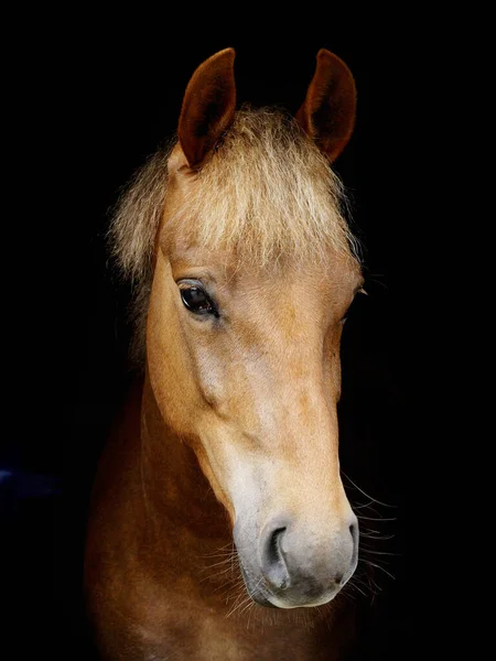Disparo Cabeza Una Raza Rara Pony New Forest Sobre Fondo —  Fotos de Stock