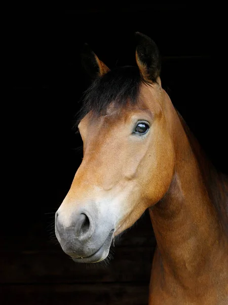 Ein Kopfschuss Eines Seltenen New Forest Pony Vor Schwarzem Hintergrund — Stockfoto