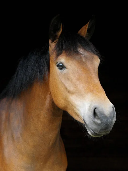 Colpo Testa Una Razza Rara New Forest Pony Uno Sfondo — Foto Stock