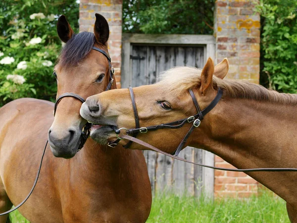 Стрілянина Двох Рідкісних Пород New Forest Ponies Поруч Один Одним — стокове фото