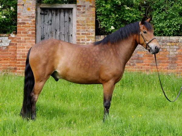 Een Zeldzaam Ras New Forest Pony Stond Een Paddock — Stockfoto