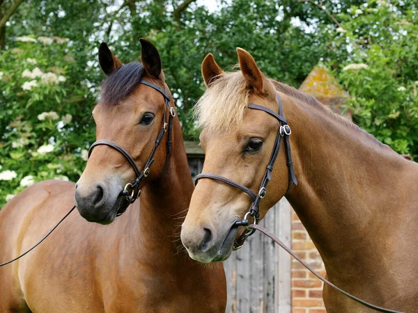 Shot Two Rare Breed New Forest Ponies Next Each Other — Stock Photo, Image