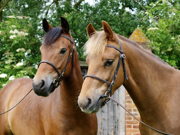 Стрілянина Двох Рідкісних Пород New Forest Ponies Поруч Один Одним — стокове фото