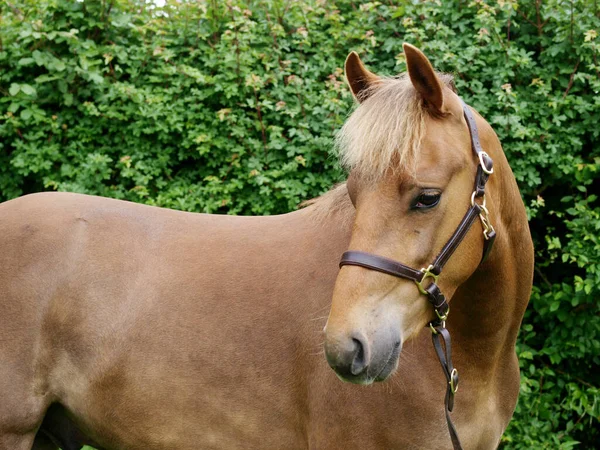 Satu Jenis Langka New Forest Pony Berdiri Satu Paddock — Stok Foto