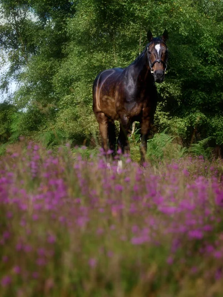 Belo Cavalo Baía Fica Uma Mancha Urze Selvagem Roxa — Fotografia de Stock