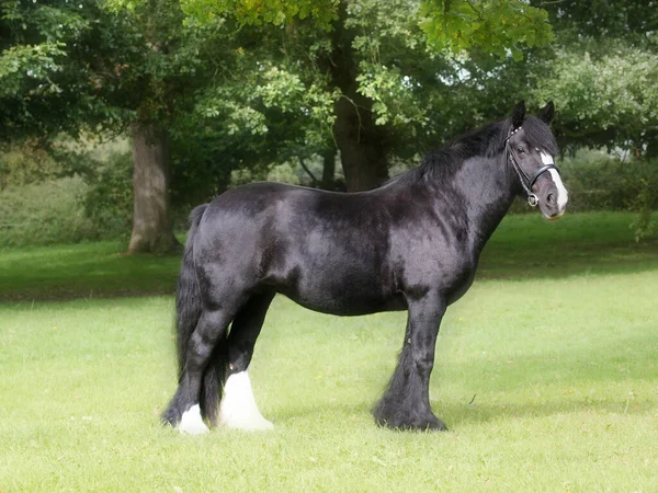 Een Mooie Zwarte Pony Staat Een Zomerweide Tegen Een Oude — Stockfoto